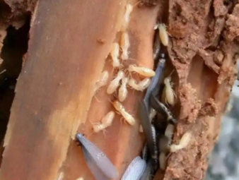 永清白蚁防治公司分享夏季高温高湿，读懂白蚁分飞的底层逻辑与家庭防护方案